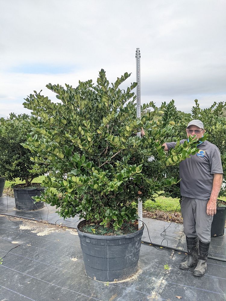 ligustrum-japonicum-japanese-privet-wax-leaf-ligustrum