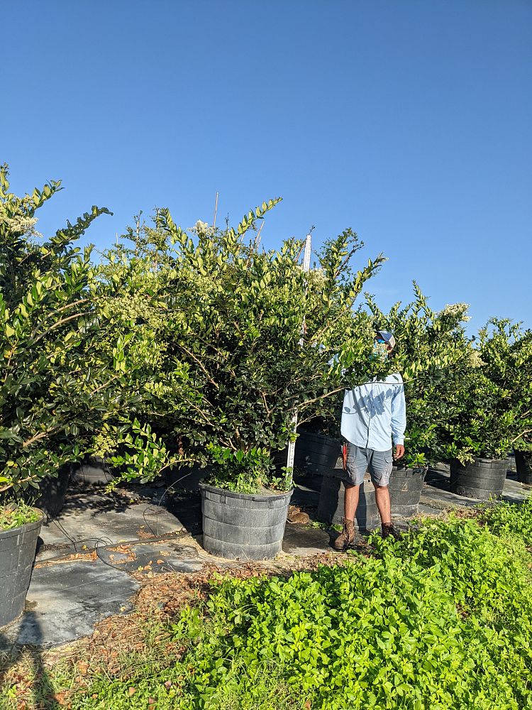 ligustrum-japonicum-japanese-privet-wax-leaf-ligustrum