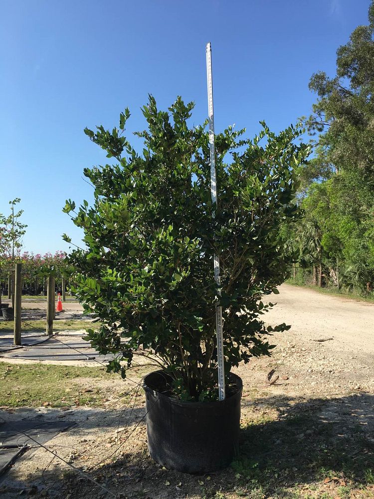 ligustrum-japonicum-japanese-privet-wax-leaf-ligustrum