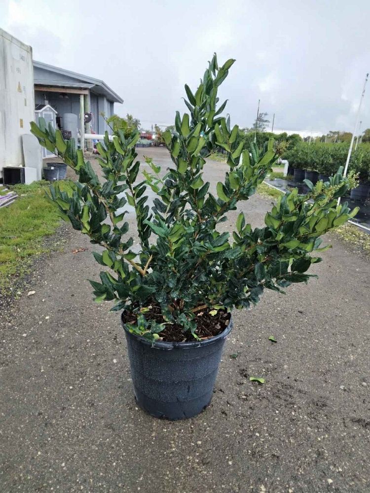 ligustrum-japonicum-japanese-privet-wax-leaf-ligustrum