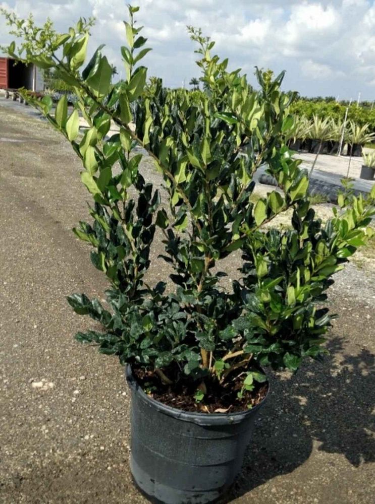 ligustrum-japonicum-japanese-privet-wax-leaf-ligustrum