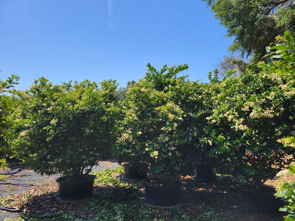 ligustrum-japonicum-japanese-privet-wax-leaf-ligustrum