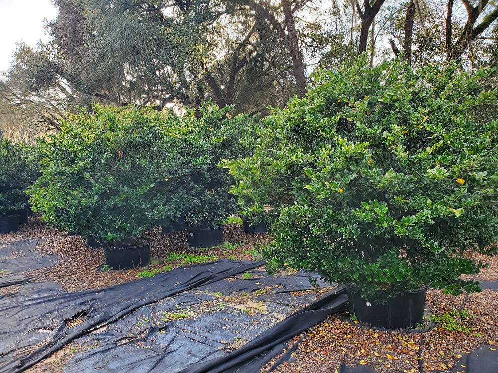 ligustrum-japonicum-japanese-privet-wax-leaf-ligustrum