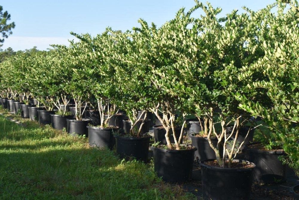 ligustrum-japonicum-japanese-privet-wax-leaf-ligustrum
