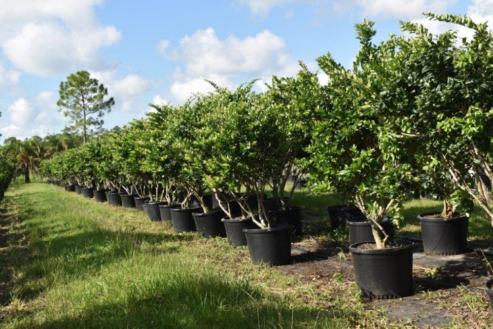 ligustrum-japonicum-japanese-privet-wax-leaf-ligustrum