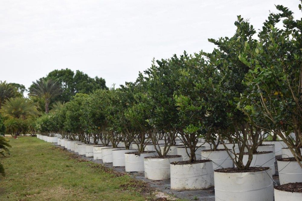 ligustrum-japonicum-japanese-privet-wax-leaf-ligustrum