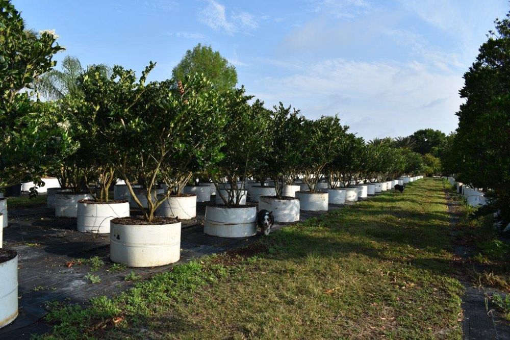 ligustrum-japonicum-japanese-privet-wax-leaf-ligustrum
