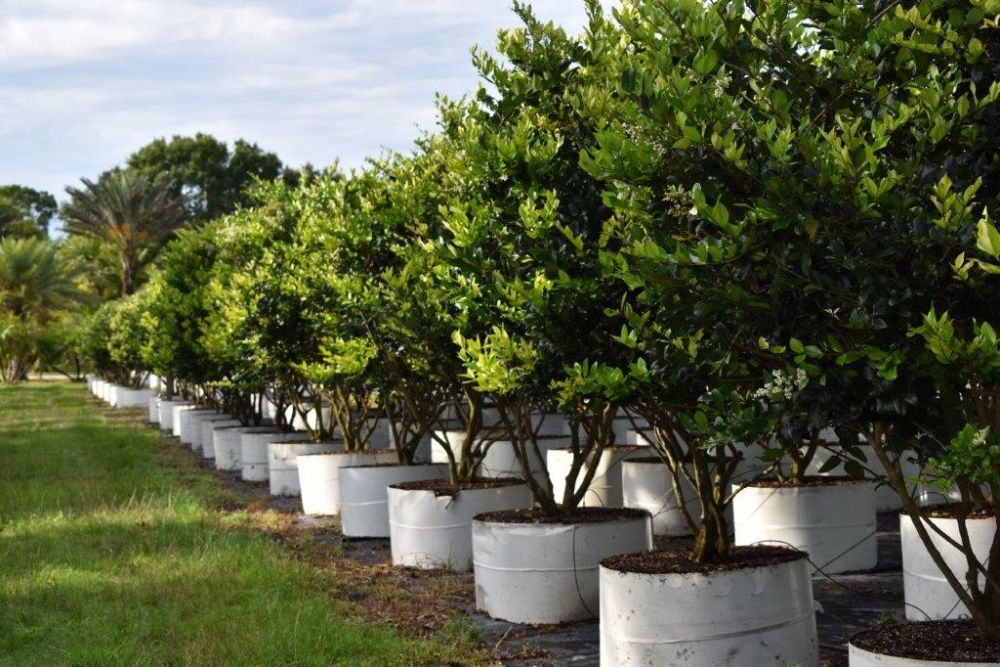 ligustrum-japonicum-japanese-privet-wax-leaf-ligustrum