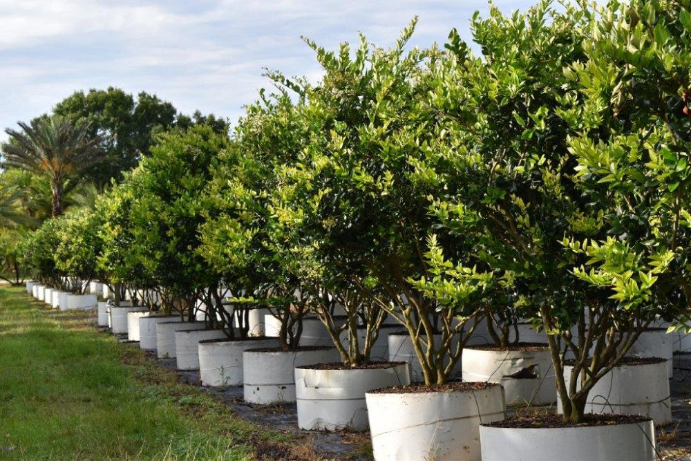 ligustrum-japonicum-japanese-privet-wax-leaf-ligustrum