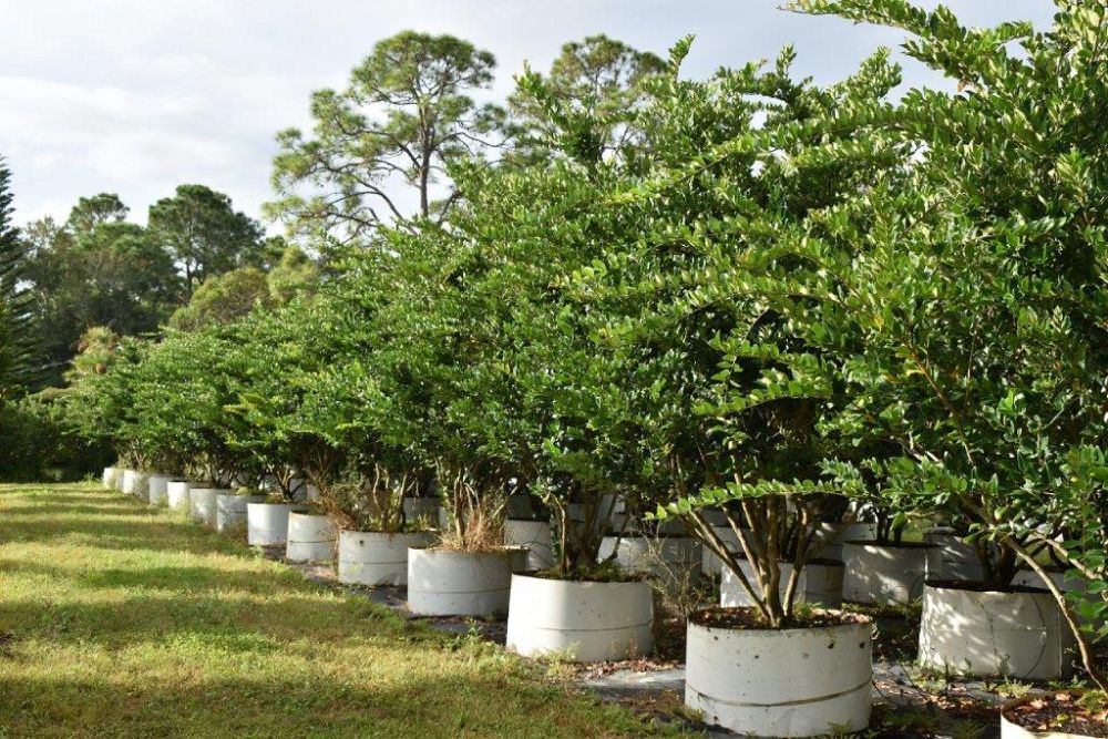 ligustrum-japonicum-japanese-privet-wax-leaf-ligustrum