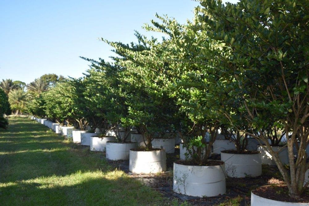 ligustrum-japonicum-japanese-privet-wax-leaf-ligustrum