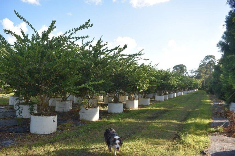 ligustrum-japonicum-japanese-privet-wax-leaf-ligustrum
