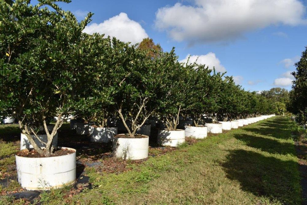 ligustrum-japonicum-japanese-privet-wax-leaf-ligustrum