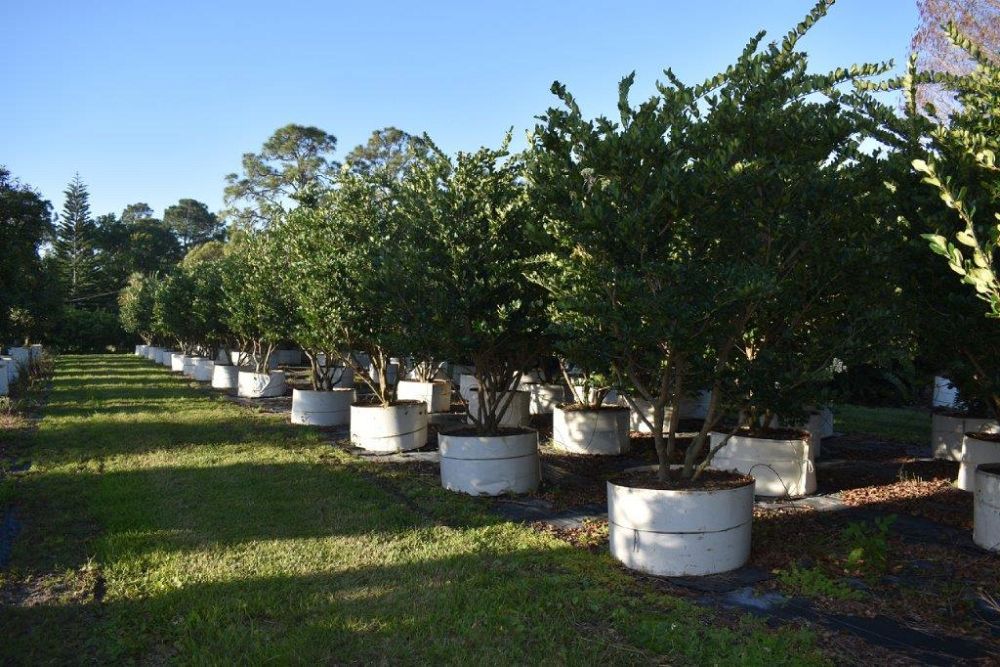 ligustrum-japonicum-japanese-privet-wax-leaf-ligustrum