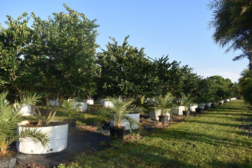 ligustrum-japonicum-japanese-privet-wax-leaf-ligustrum