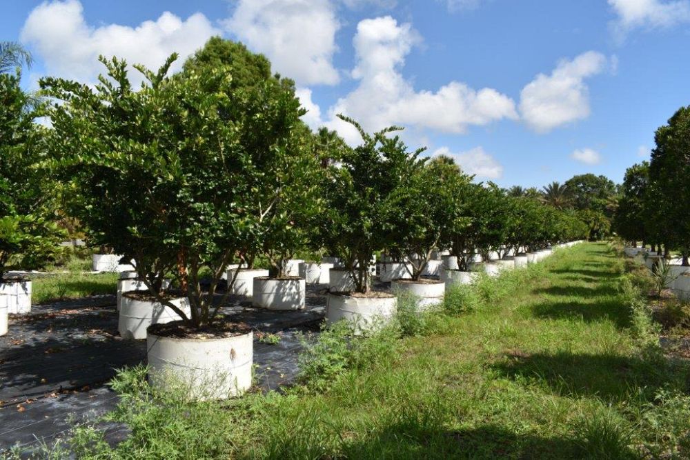 ligustrum-japonicum-japanese-privet-wax-leaf-ligustrum