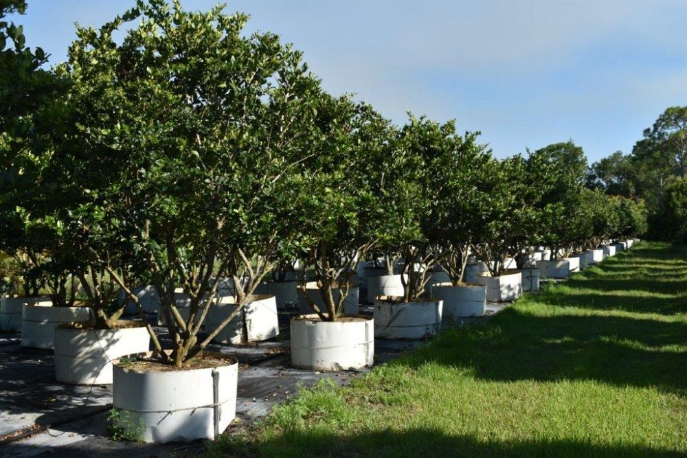 ligustrum-japonicum-japanese-privet-wax-leaf-ligustrum