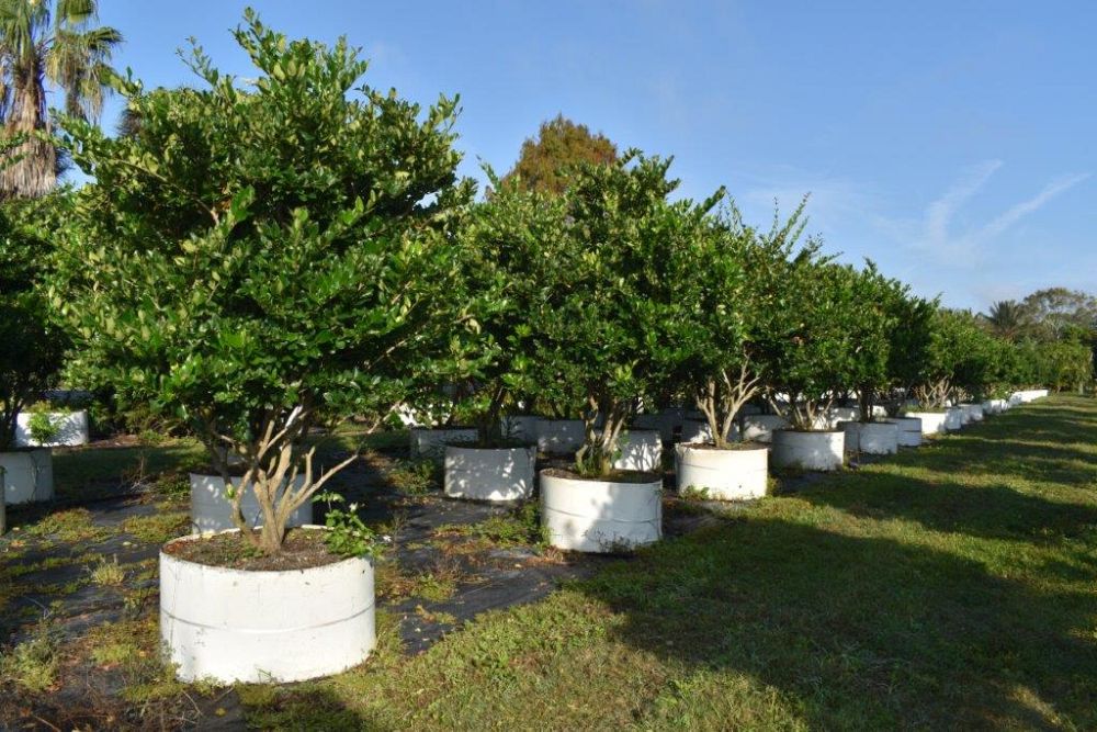 ligustrum-japonicum-japanese-privet-wax-leaf-ligustrum