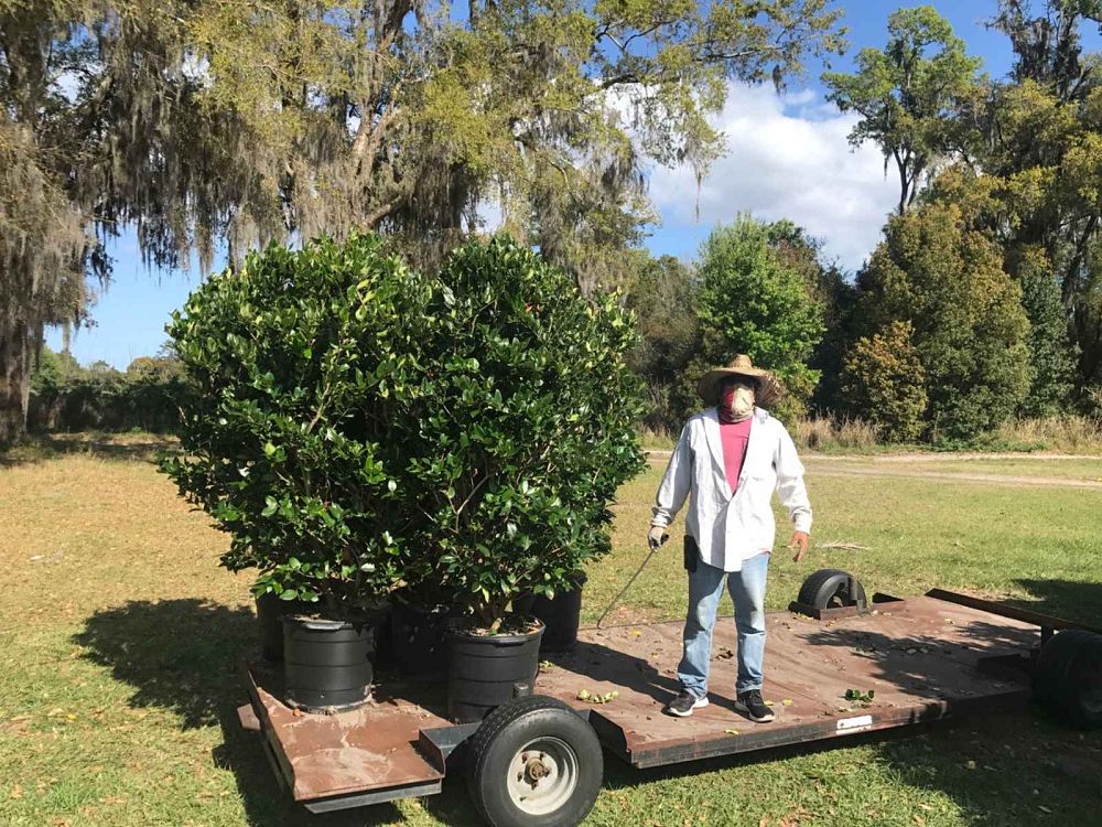 ligustrum-japonicum-japanese-privet-wax-leaf-ligustrum