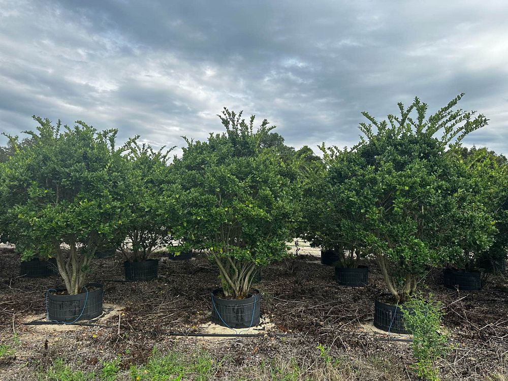ligustrum-japonicum-japanese-privet-wax-leaf-ligustrum