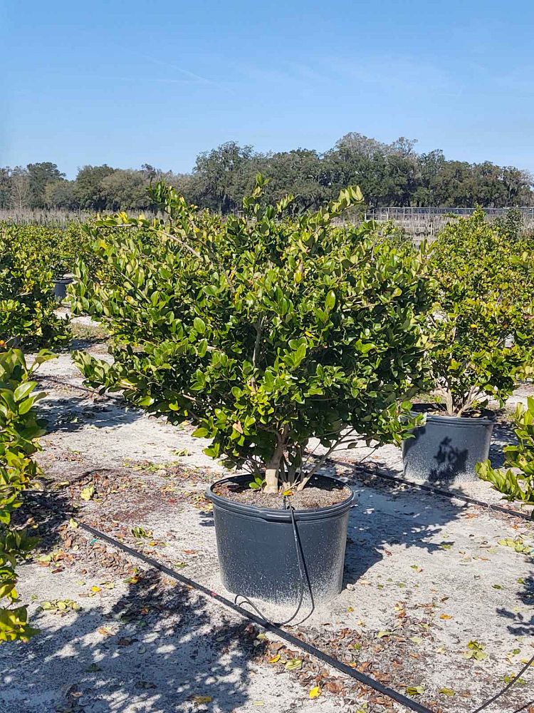 ligustrum-japonicum-japanese-privet-wax-leaf-ligustrum