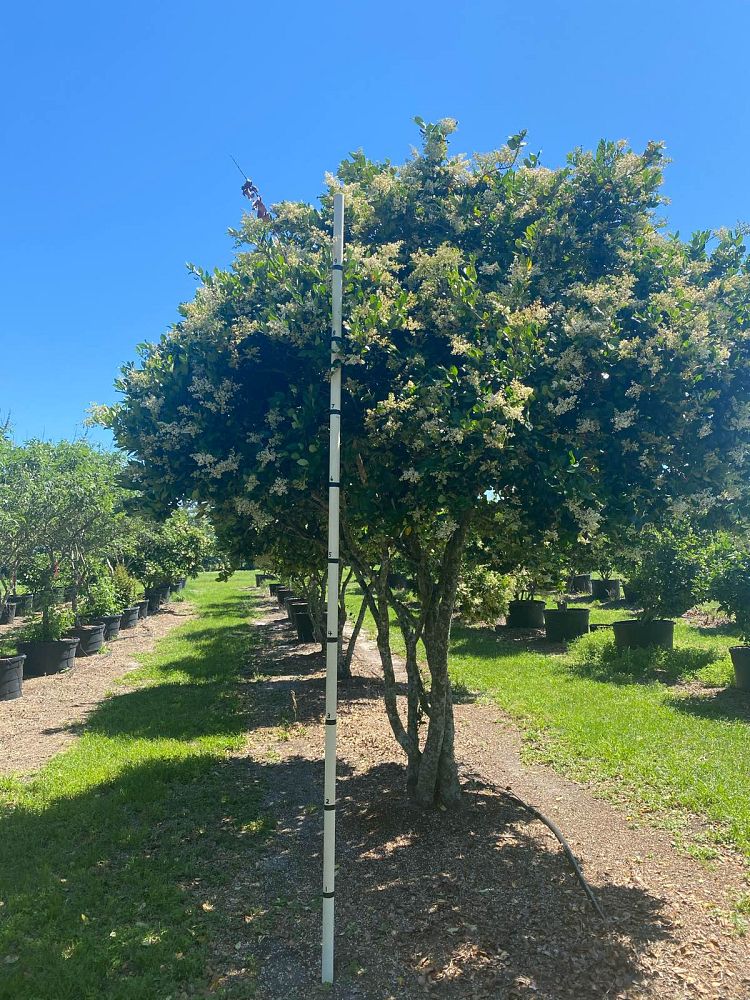 ligustrum-japonicum-japanese-privet-wax-leaf-ligustrum
