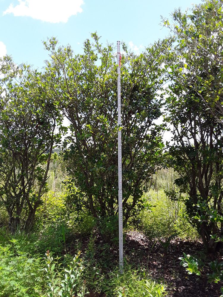 ligustrum-japonicum-japanese-privet-wax-leaf-ligustrum