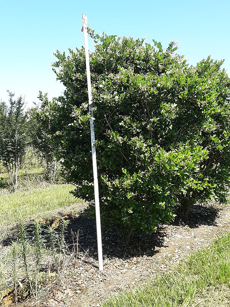 ligustrum-japonicum-japanese-privet-wax-leaf-ligustrum