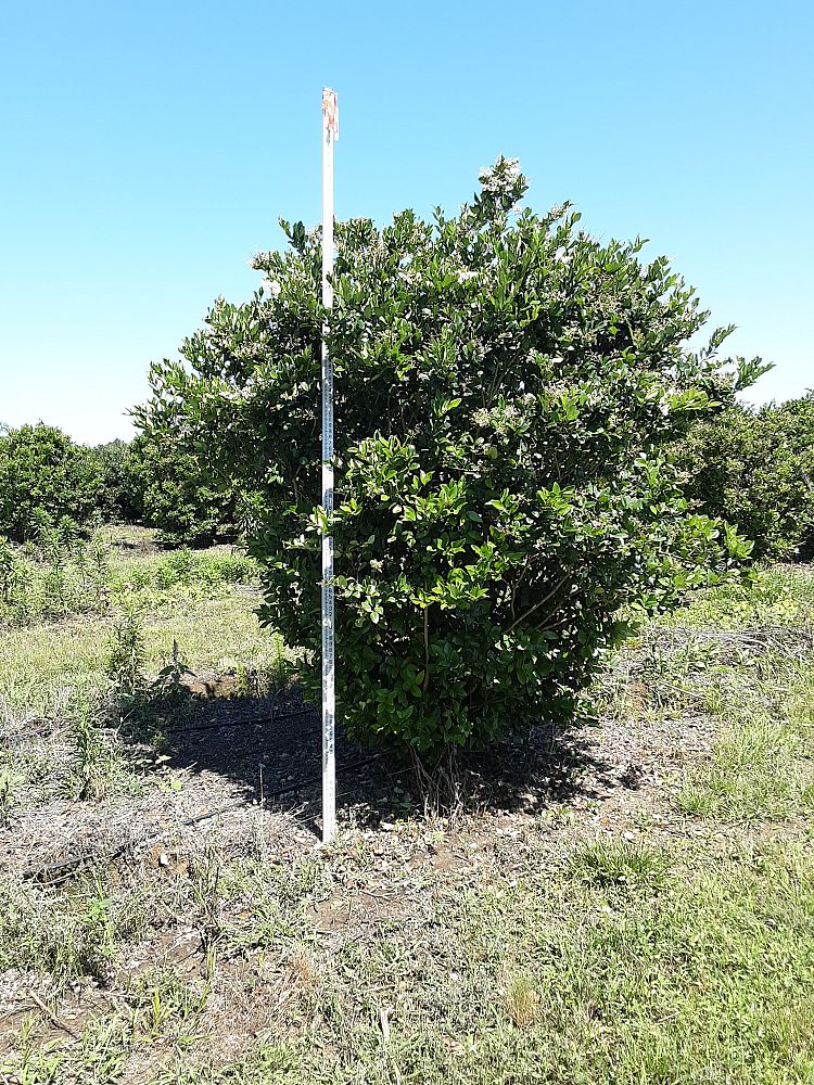 ligustrum-japonicum-japanese-privet-wax-leaf-ligustrum