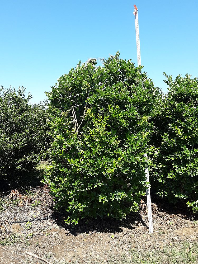 ligustrum-japonicum-japanese-privet-wax-leaf-ligustrum