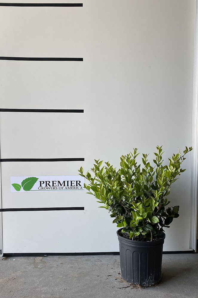 ligustrum-japonicum-japanese-privet-wax-leaf-ligustrum