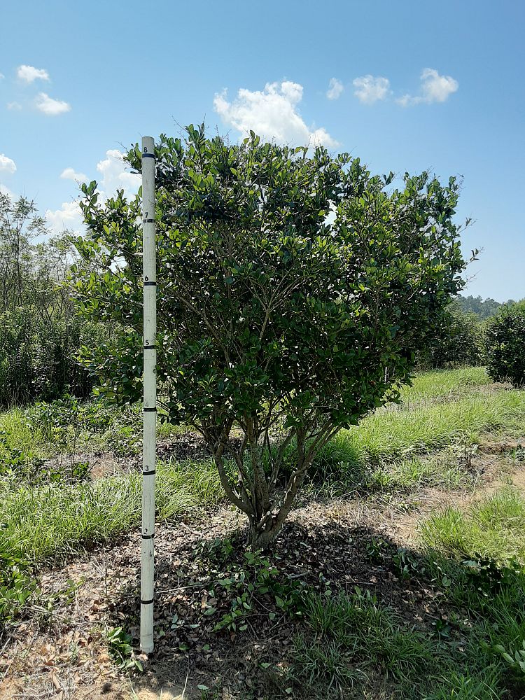 ligustrum-japonicum-japanese-privet-wax-leaf-ligustrum