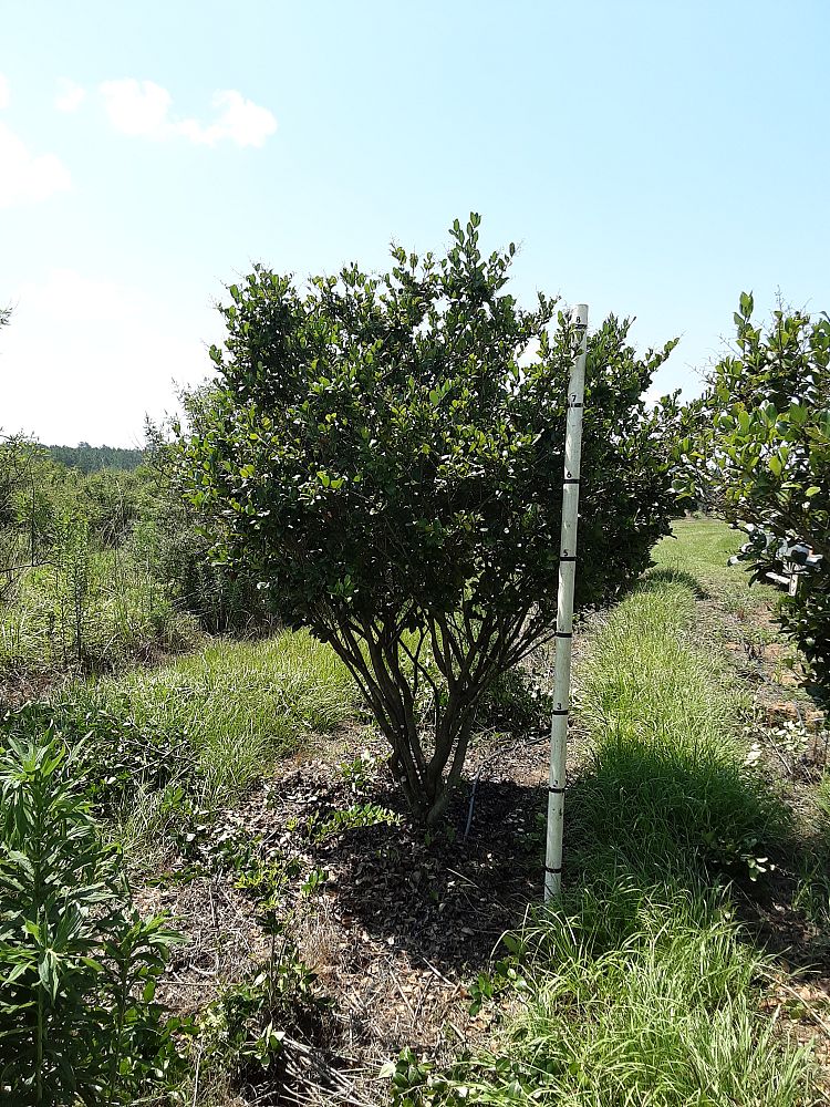 ligustrum-japonicum-japanese-privet-wax-leaf-ligustrum