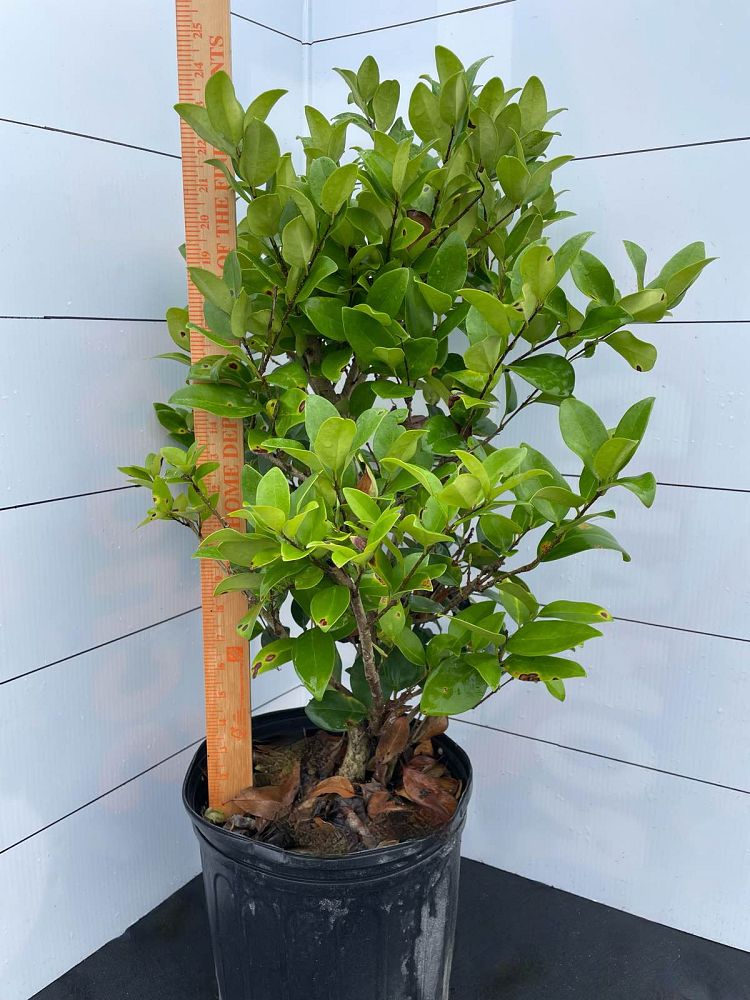 ligustrum-japonicum-japanese-privet-wax-leaf-ligustrum