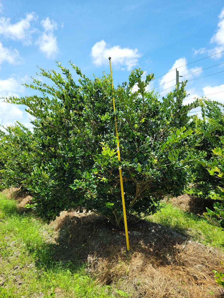 ligustrum-japonicum-japanese-privet-wax-leaf-ligustrum