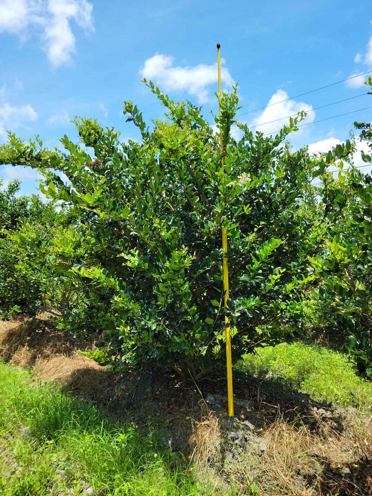 ligustrum-japonicum-japanese-privet-wax-leaf-ligustrum