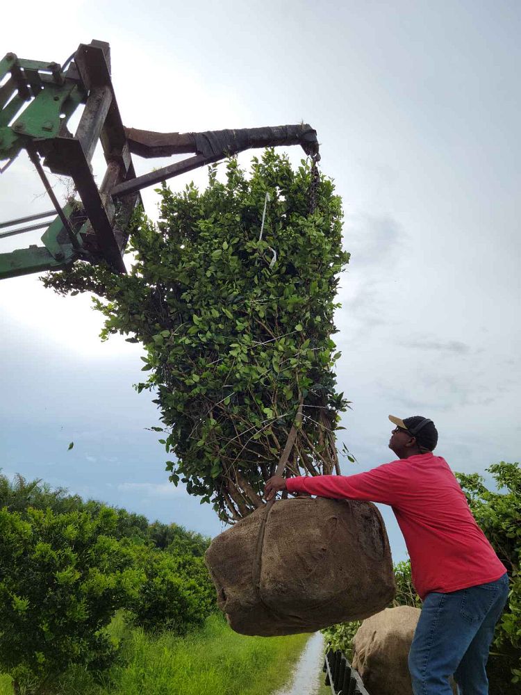 ligustrum-japonicum-japanese-privet-wax-leaf-ligustrum