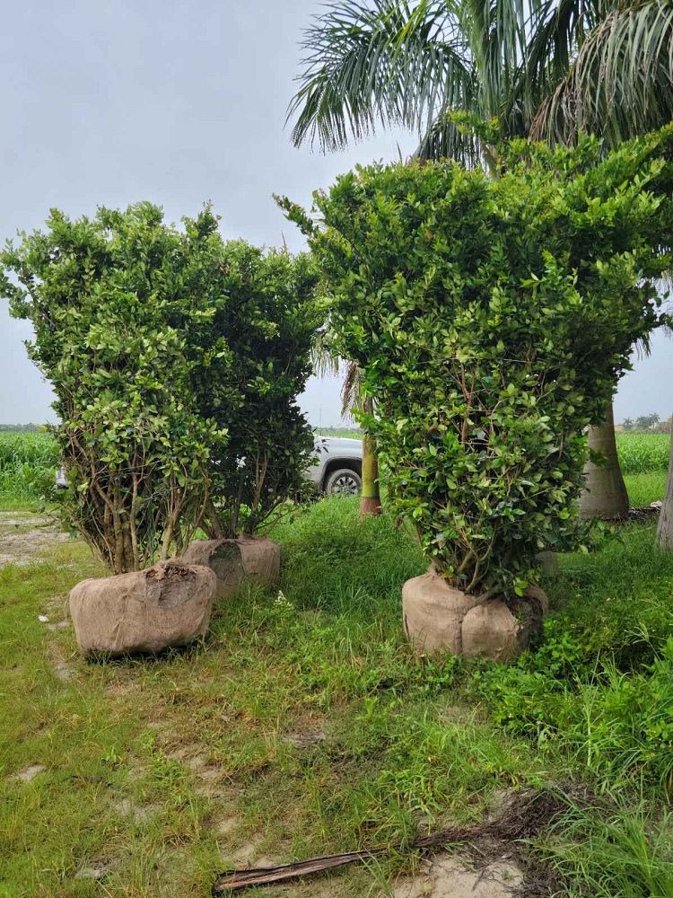 ligustrum-japonicum-japanese-privet-wax-leaf-ligustrum