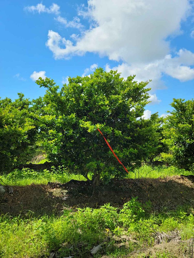 ligustrum-japonicum-japanese-privet-wax-leaf-ligustrum