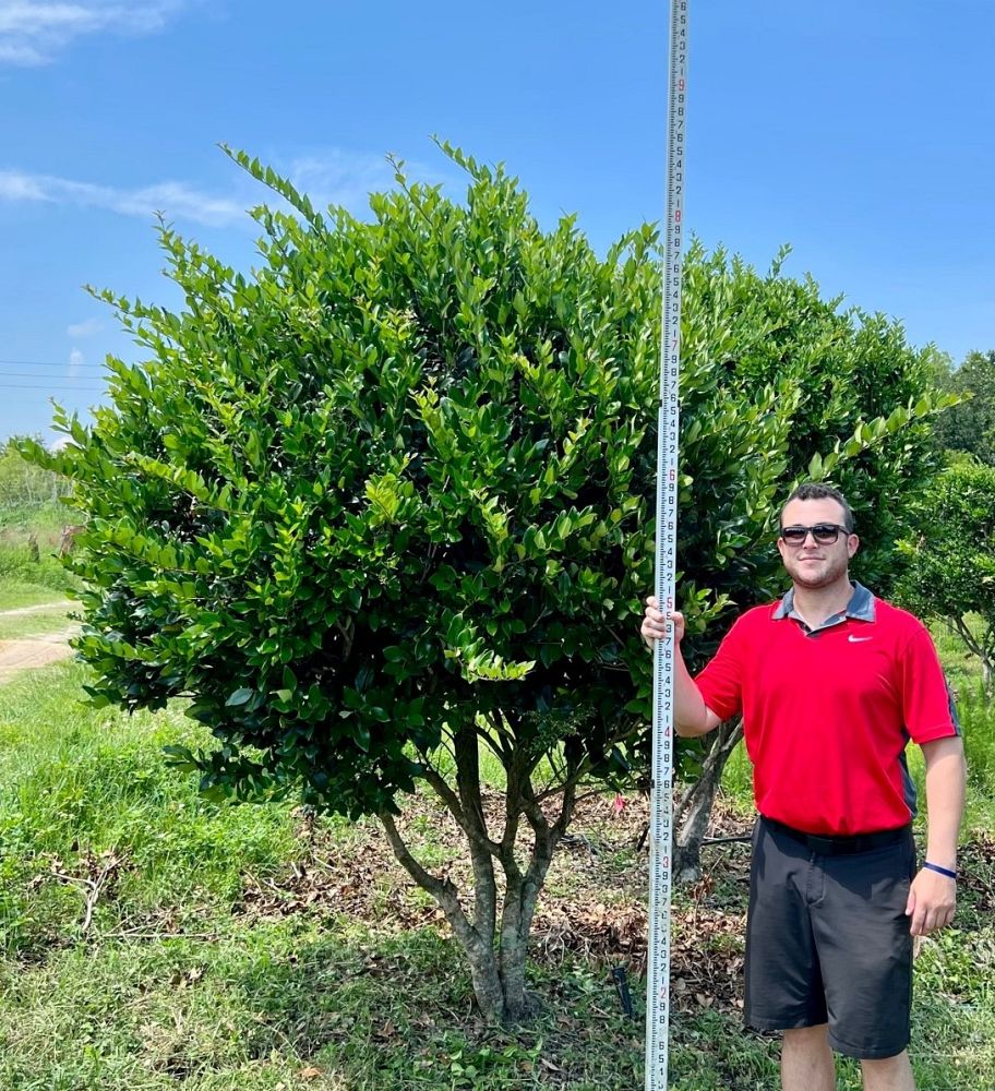 ligustrum-japonicum-japanese-privet-wax-leaf-ligustrum