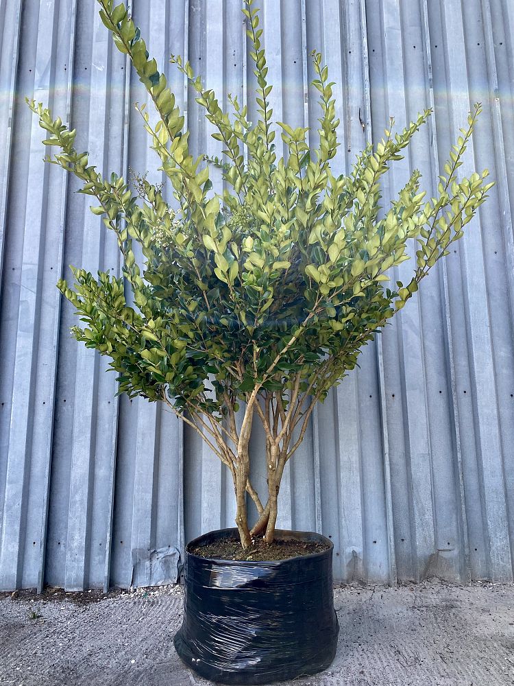 ligustrum-japonicum-japanese-privet-wax-leaf-ligustrum