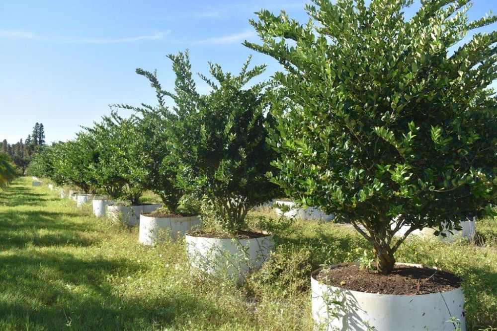 ligustrum-japonicum-japanese-privet-wax-leaf-ligustrum
