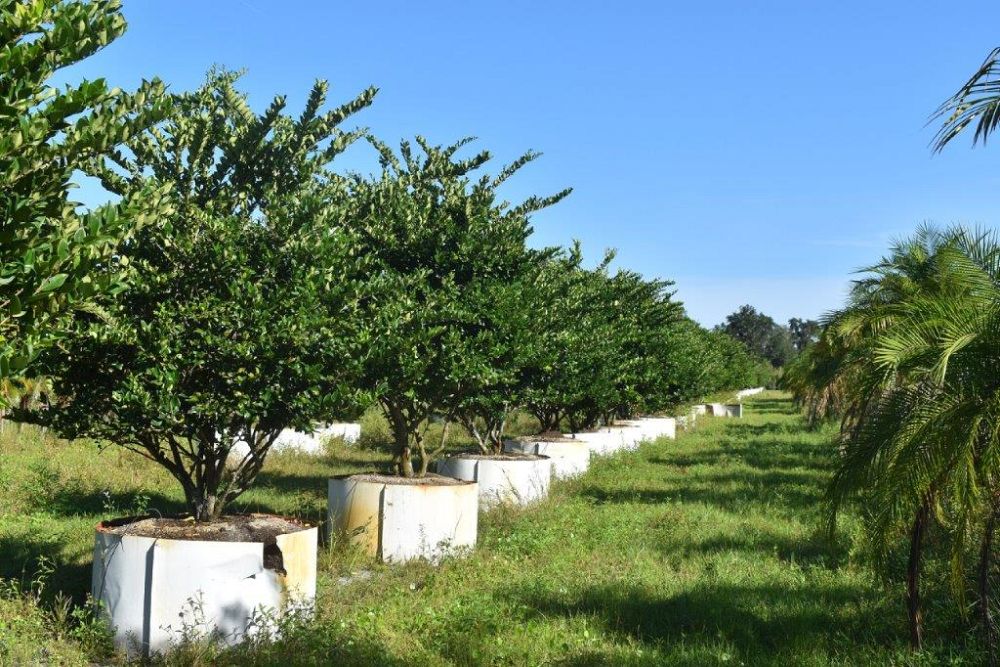ligustrum-japonicum-japanese-privet-wax-leaf-ligustrum