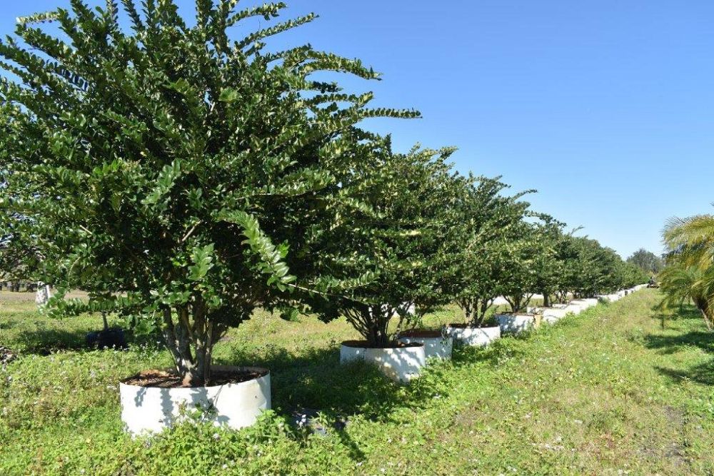 ligustrum-japonicum-japanese-privet-wax-leaf-ligustrum