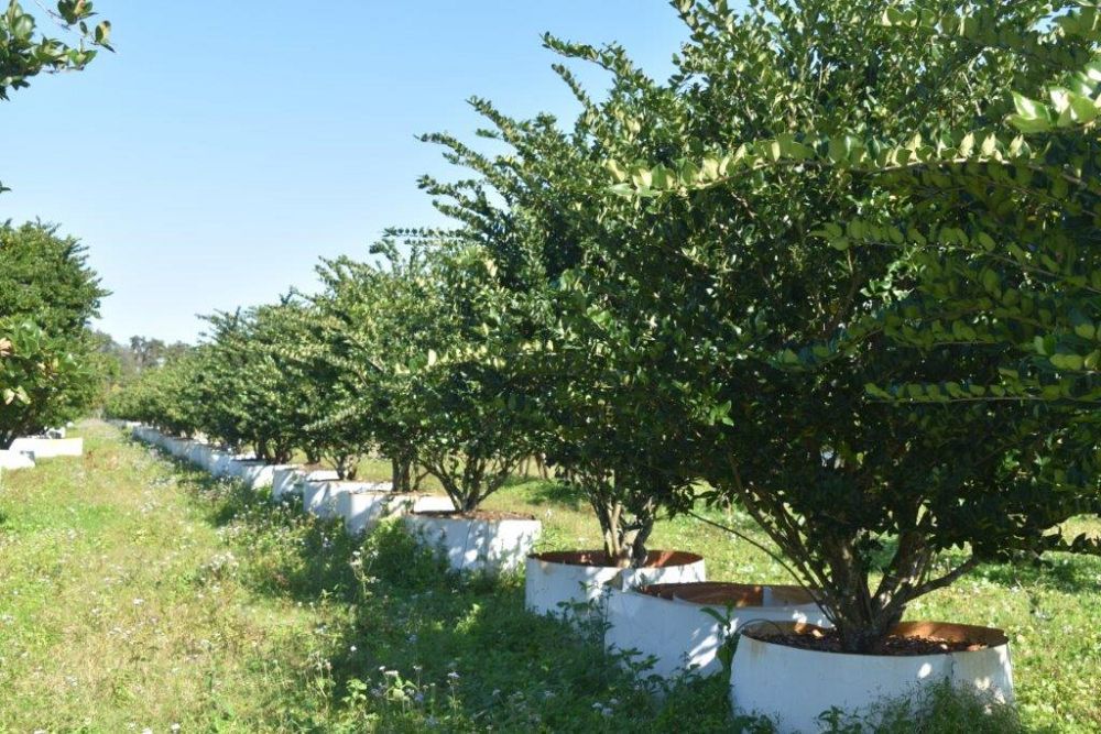 ligustrum-japonicum-japanese-privet-wax-leaf-ligustrum