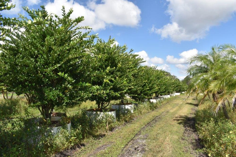ligustrum-japonicum-japanese-privet-wax-leaf-ligustrum