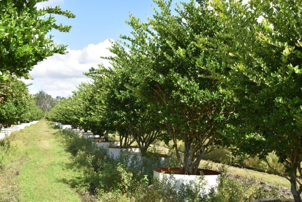 ligustrum-japonicum-japanese-privet-wax-leaf-ligustrum