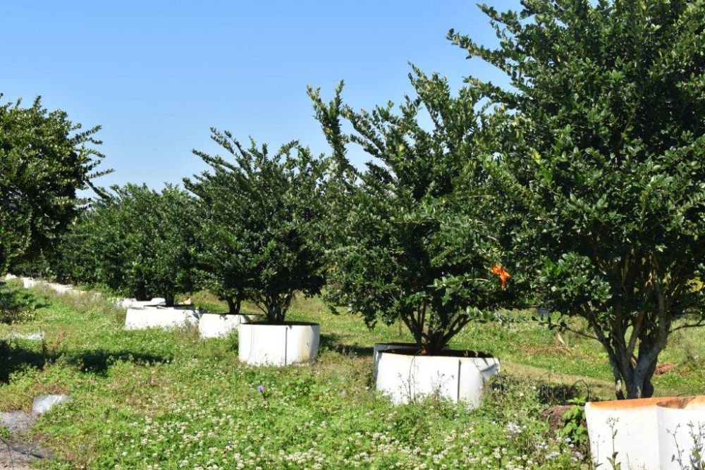 ligustrum-japonicum-japanese-privet-wax-leaf-ligustrum