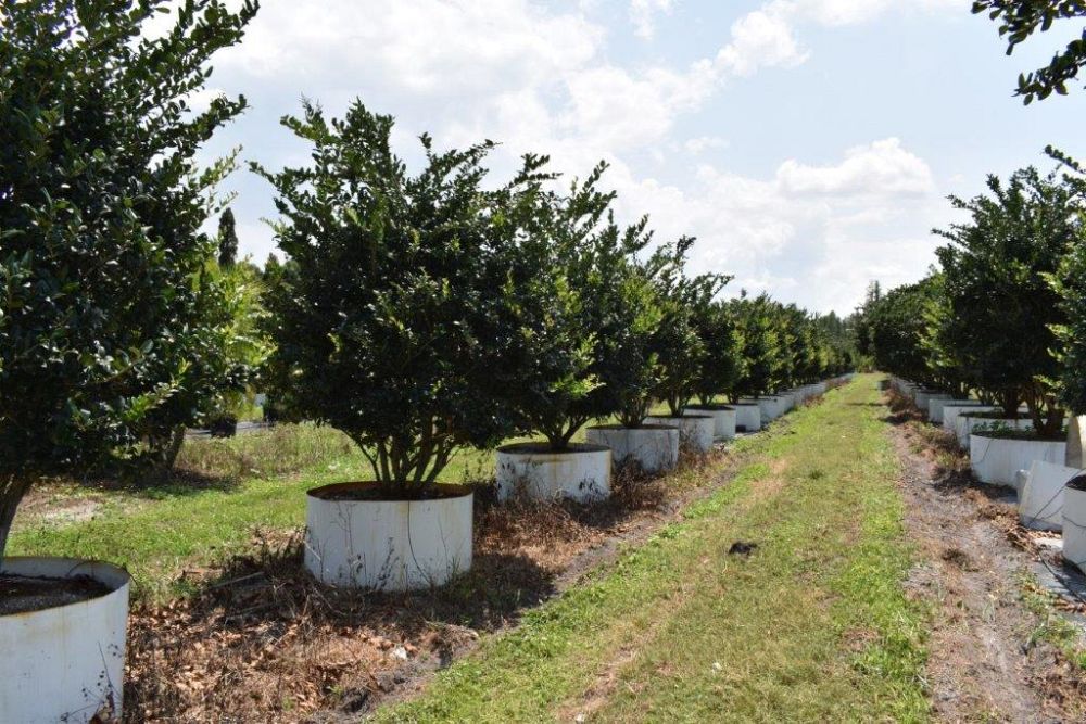 ligustrum-japonicum-japanese-privet-wax-leaf-ligustrum