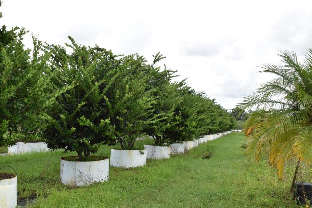ligustrum-japonicum-japanese-privet-wax-leaf-ligustrum